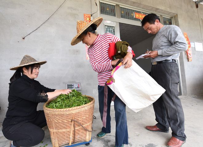 j9游会真人游戏第一品牌建阳漳墩：夫妻精心养护十亩百年“小白茶”母树(图3)