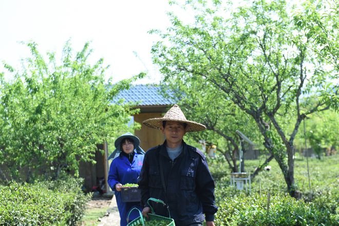 j9游会真人游戏第一品牌建阳漳墩：夫妻精心养护十亩百年“小白茶”母树(图2)