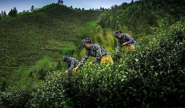 j9游会真人游戏第一品牌采茶大姐们成茶山靓丽风景 衢州金扬白茶 富一方百姓(图4)